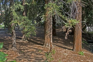 313-6554 Redwood Grove